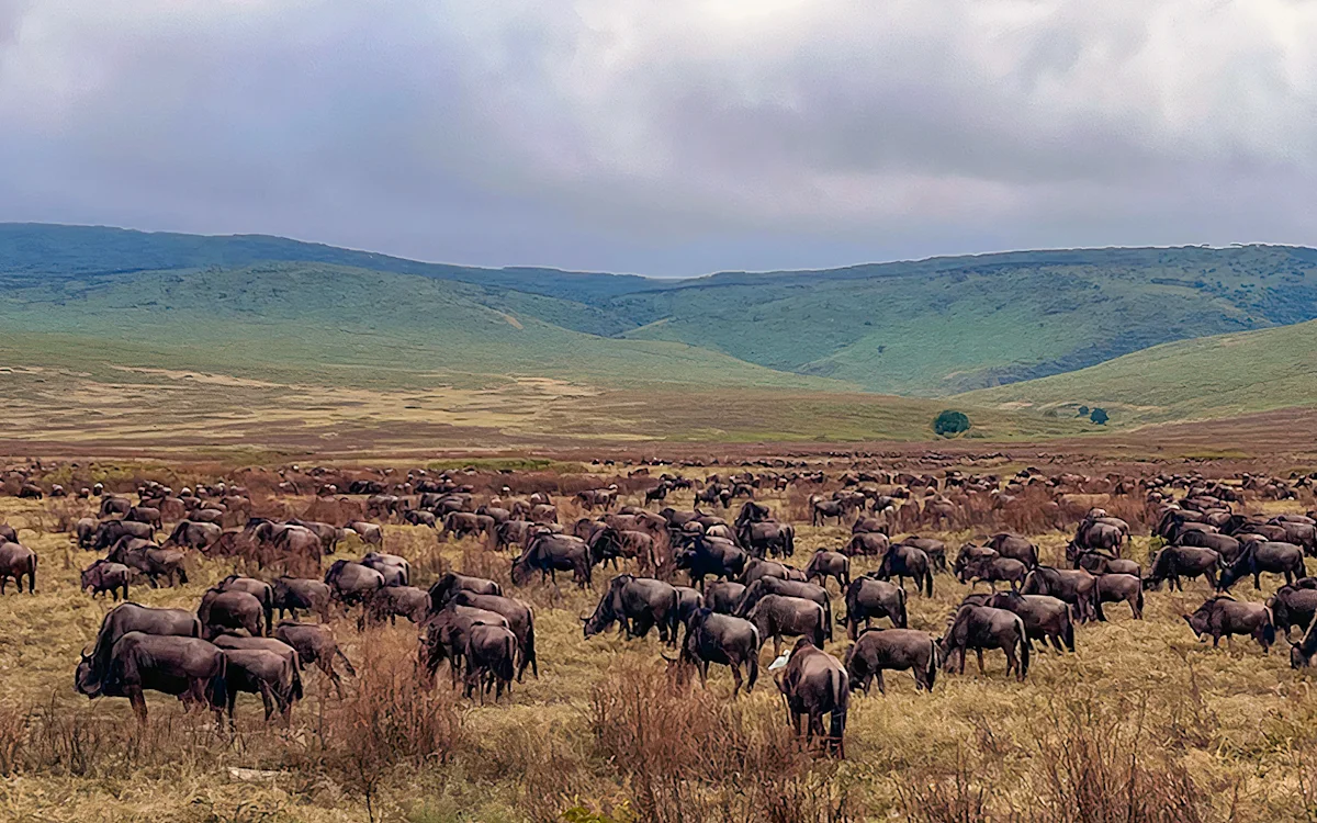 Large herd of wildebeest grazing below green hills