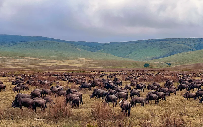 Large herd of wildebeest grazing below green hills