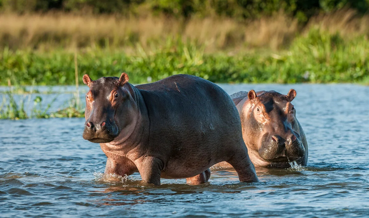 Two hippos wading out of a river