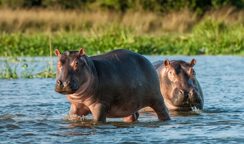 Two hippos wading out of a river