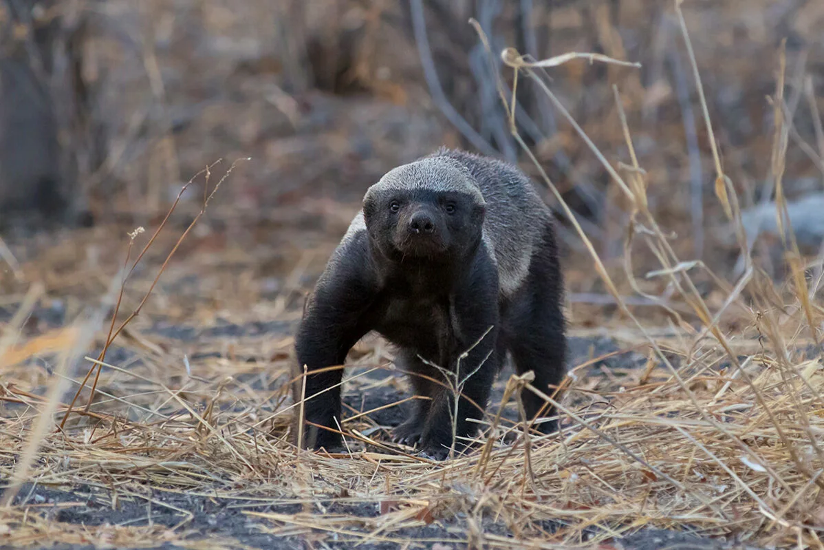 Honey badger walking through dry grass