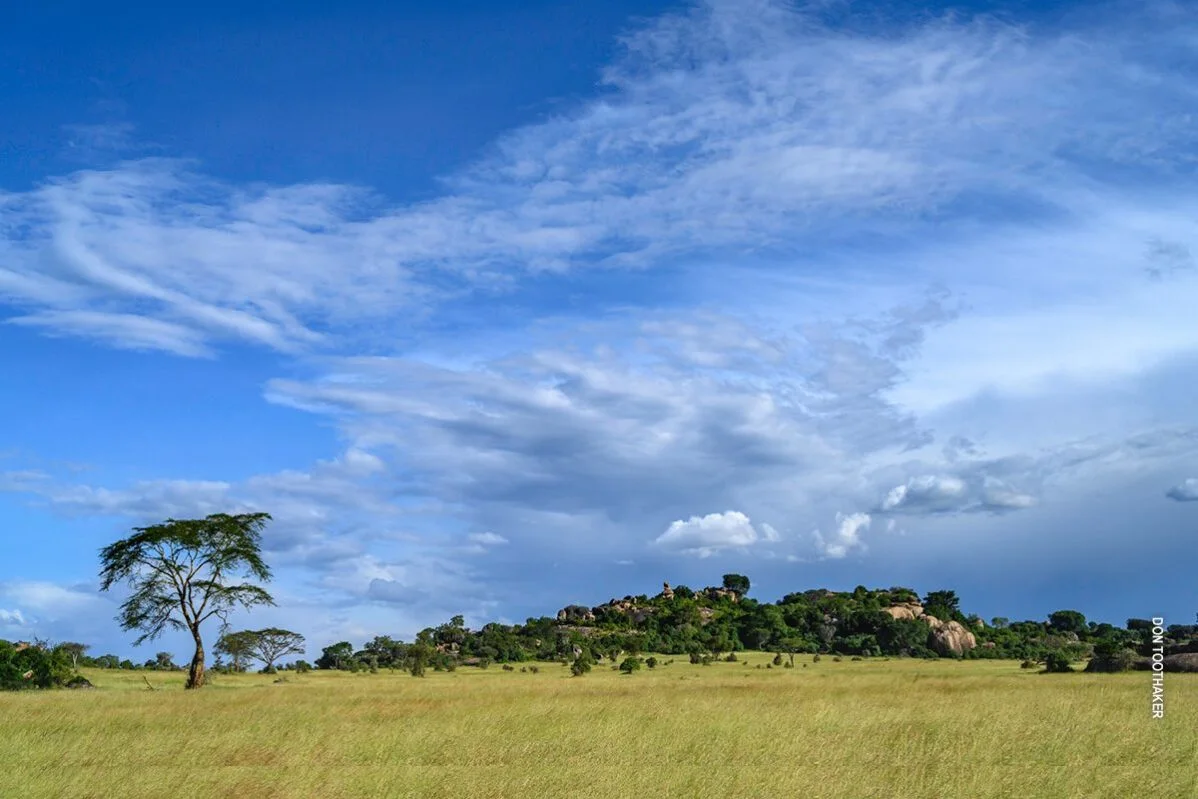 Kopje and acacia tree on the green Serengeti plains under a blue sky