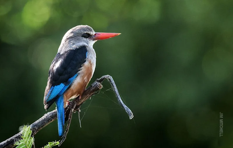 Gray-headed kingfisher perched on a branch