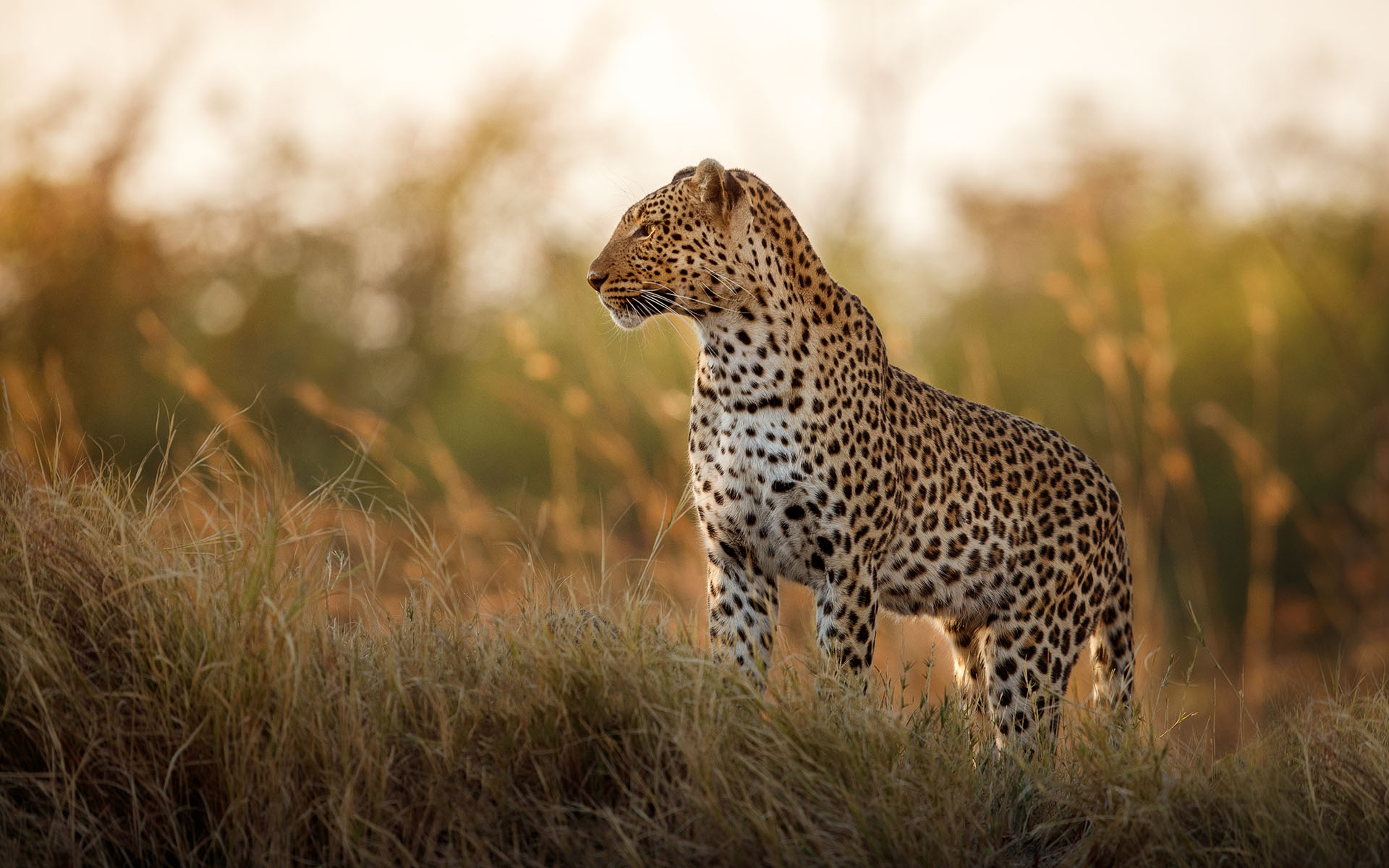 Leopard standing in tall golden grass, looking to the side