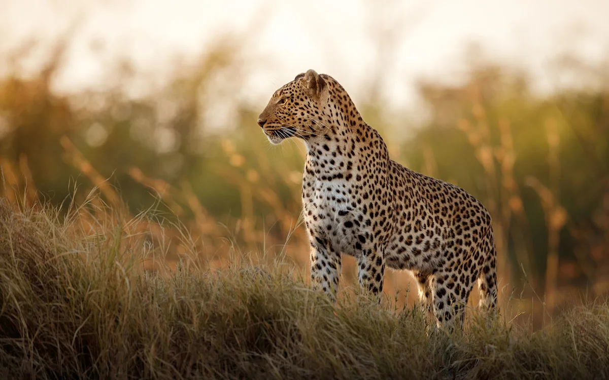 Leopard standing in tall golden grass, looking to the side