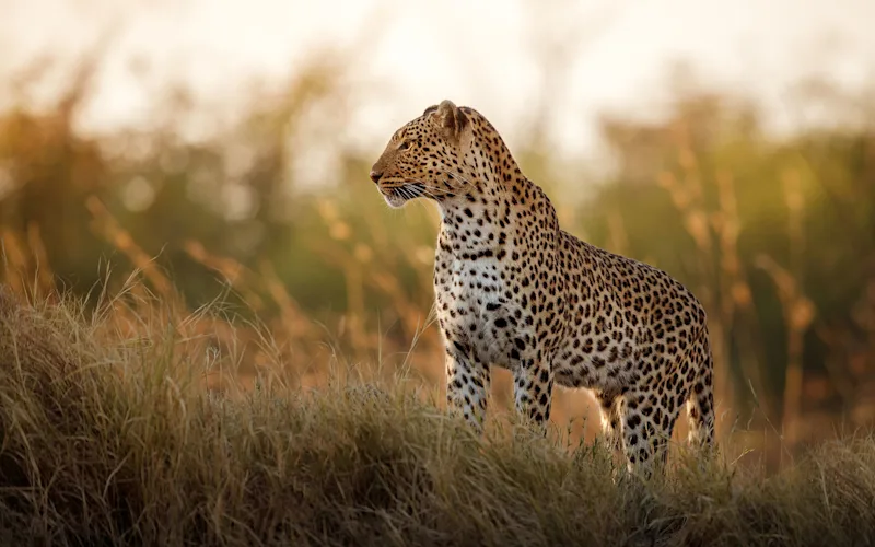 Leopard standing in tall golden grass, looking to the side