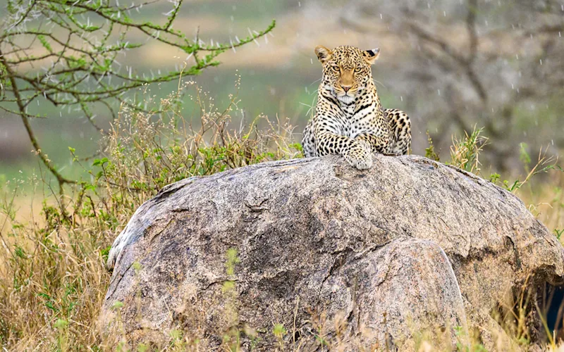 Leopard sitting on top of a large boulder