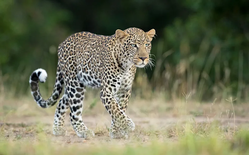 Leopard walking toward the camera across open ground