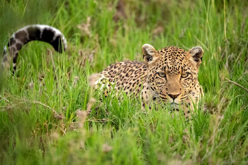 Leopard crouching in tall green grass in the Serengeti