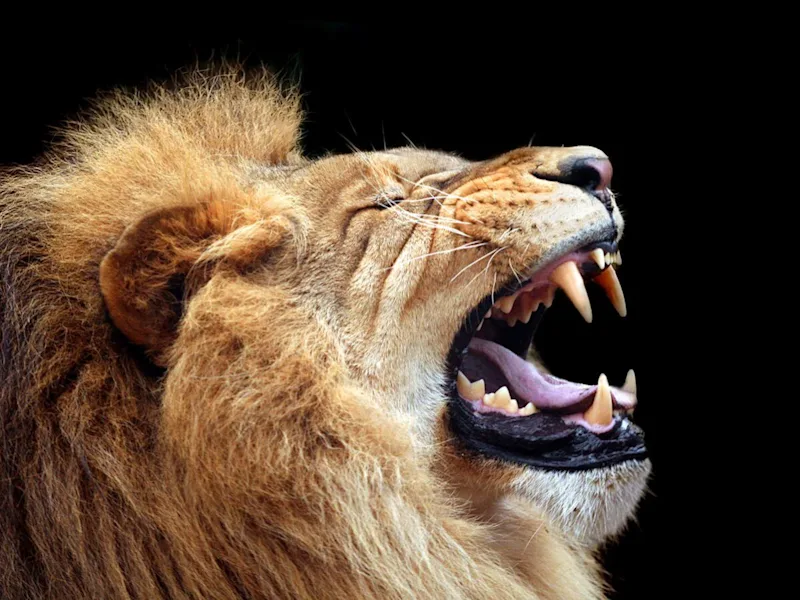 Close-up of a lion's open mouth showing its teeth