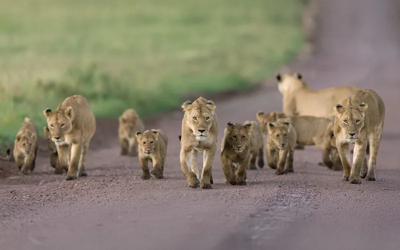 Pride of lions with cubs walking down a road in Ngorongoro Crater
