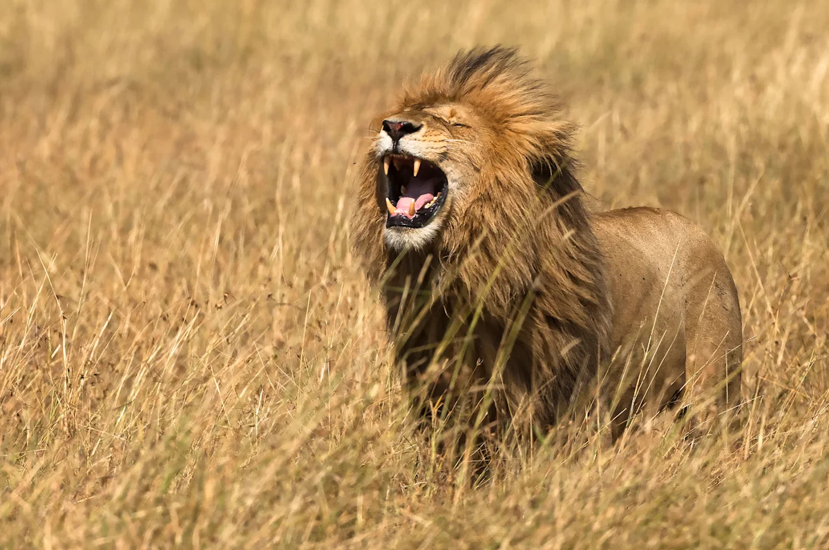 Male lion roaring in tall dry grass