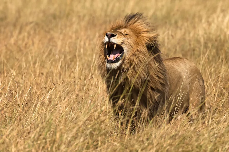 Male lion roaring in tall dry grass