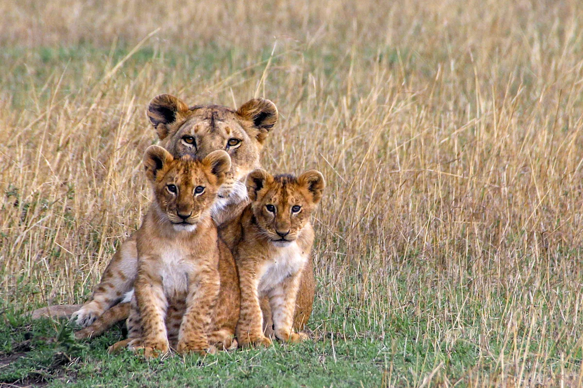 Lioness with two cubs sitting in tall grass in the Serengeti