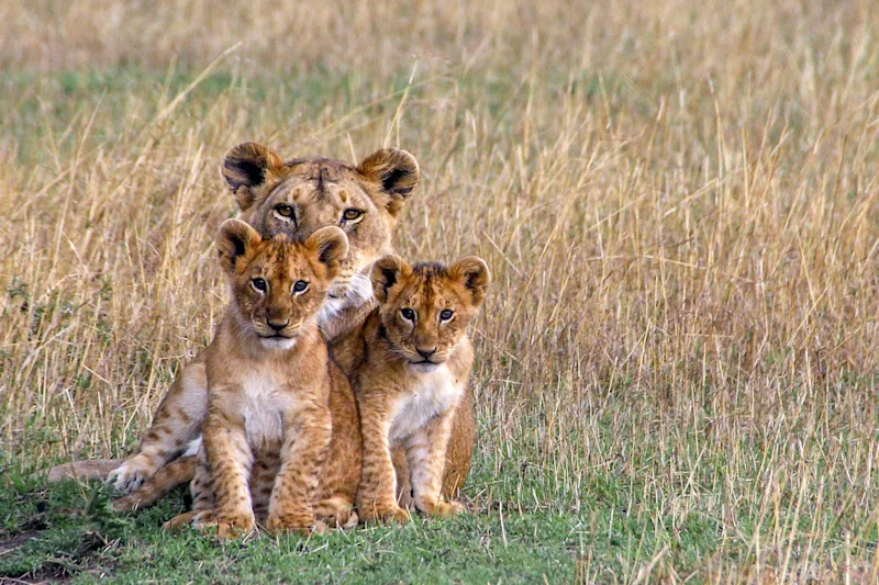 Lioness with two cubs sitting in tall grass in the Serengeti