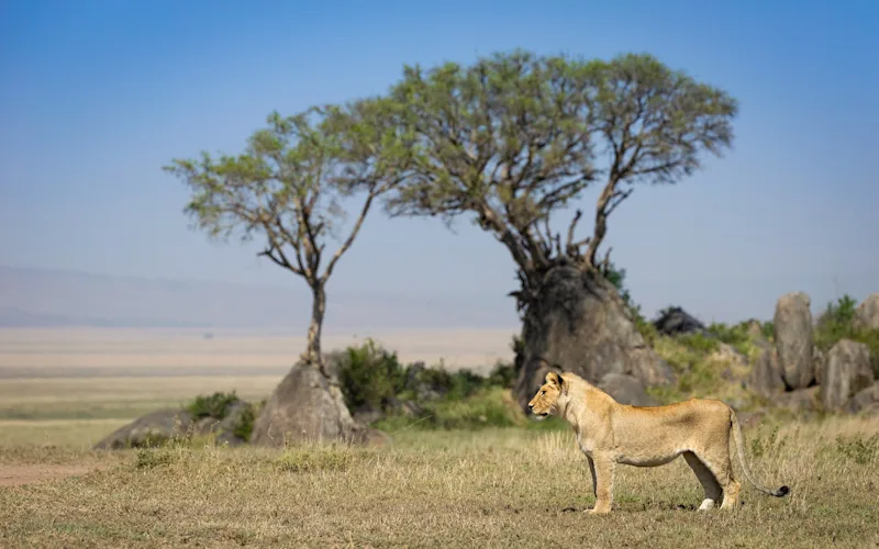 Lioness standing in profile beside a Serengeti kopje