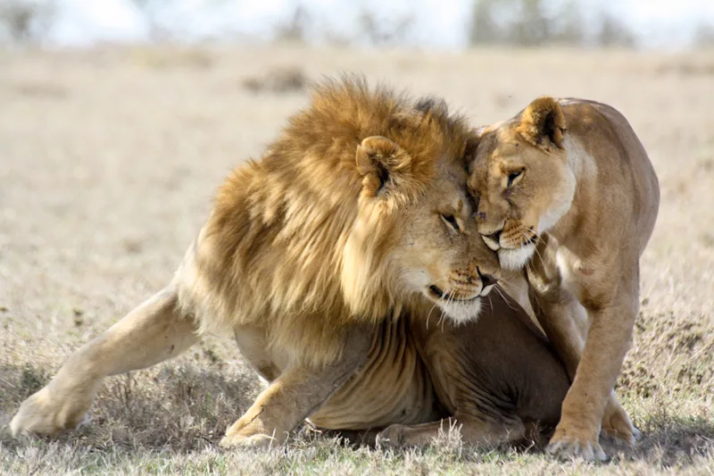 Male lion and lioness nuzzling