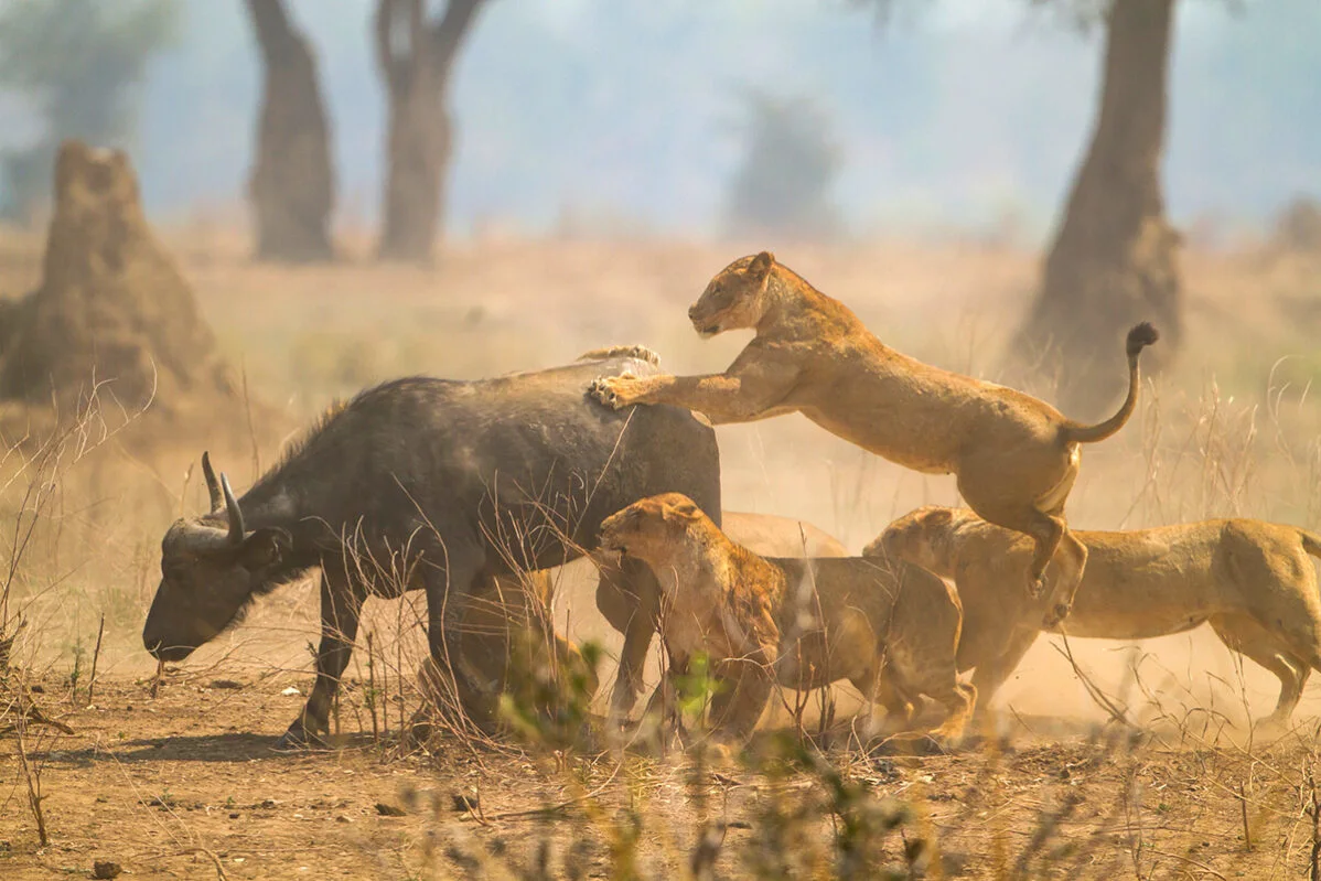 Lionesses attacking a Cape buffalo in a dusty clearing