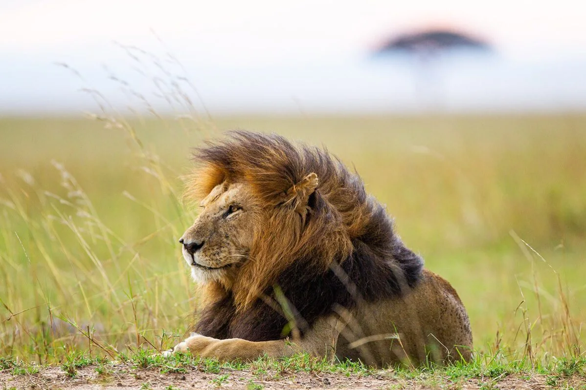 Male lion with a dark mane resting in green grass in the Serengeti