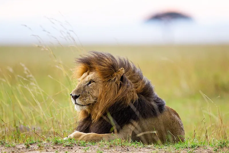 Male lion with a dark mane resting in green grass in the Serengeti