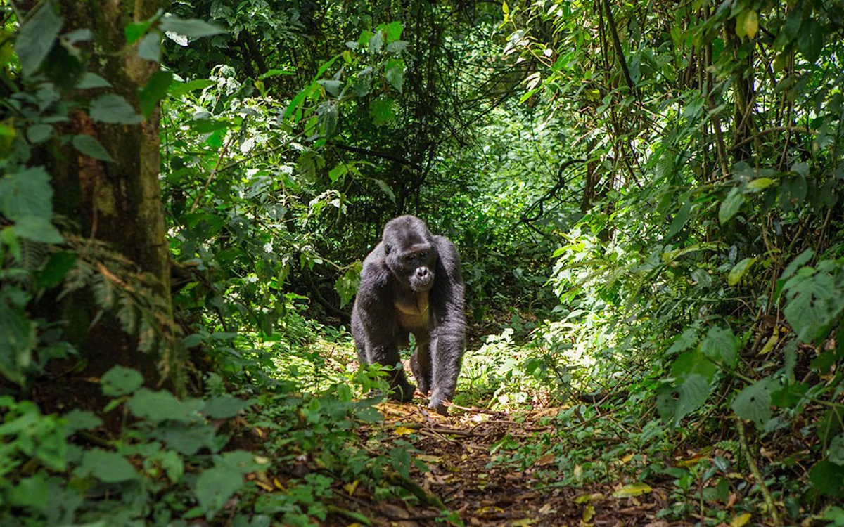 Silverback mountain gorilla walking along a forest trail in Rwanda