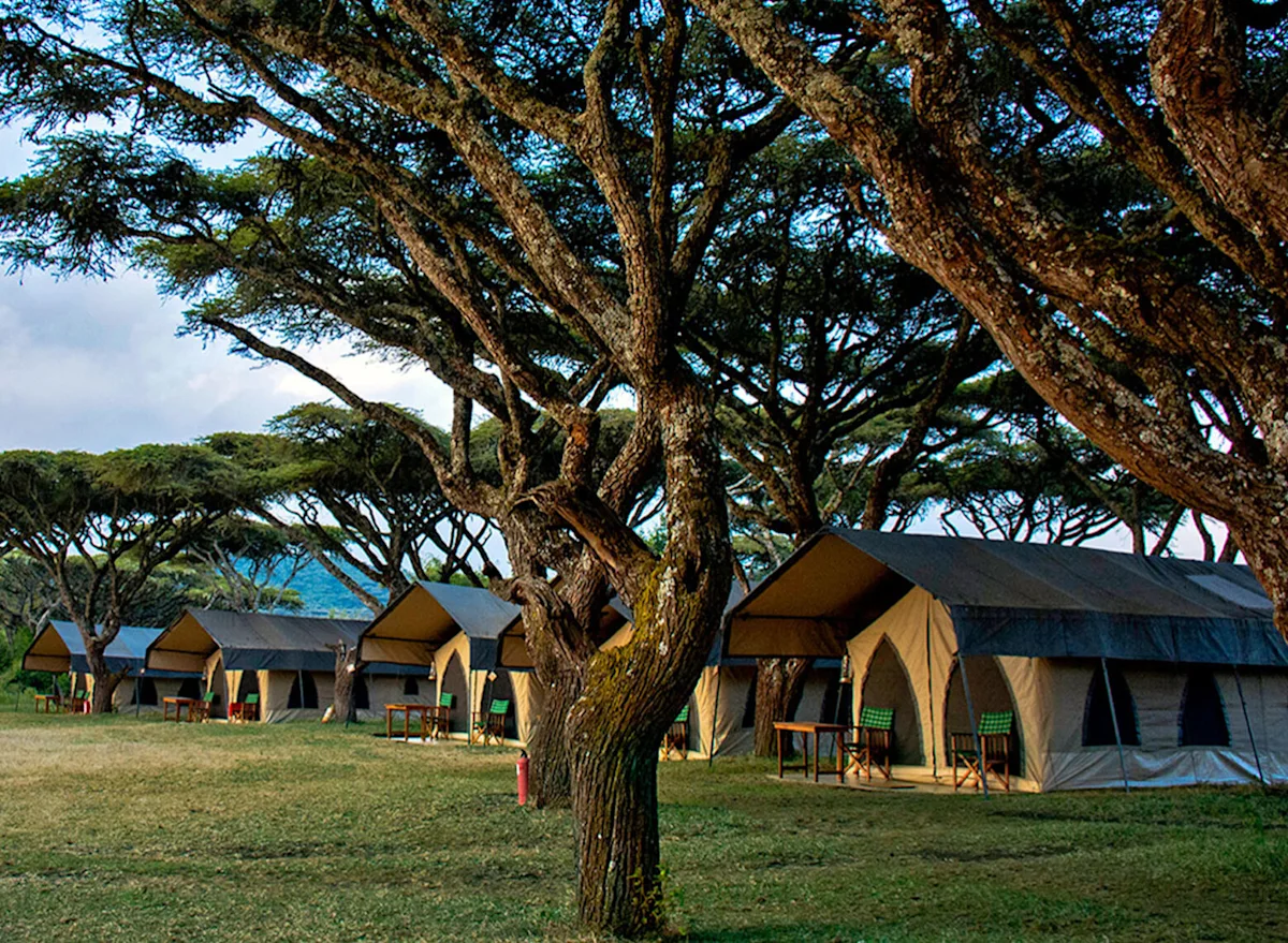 Row of canvas guest tents beneath acacia trees at Ngorongoro Nyumba