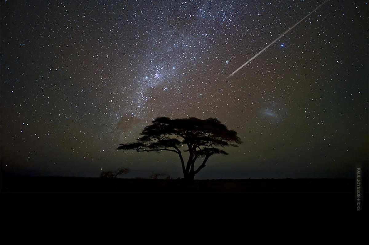 Acacia tree silhouetted beneath the Milky Way and a shooting star