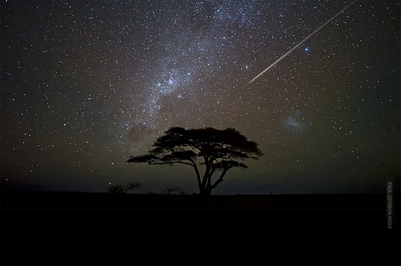 Acacia tree silhouetted beneath the Milky Way and a shooting star