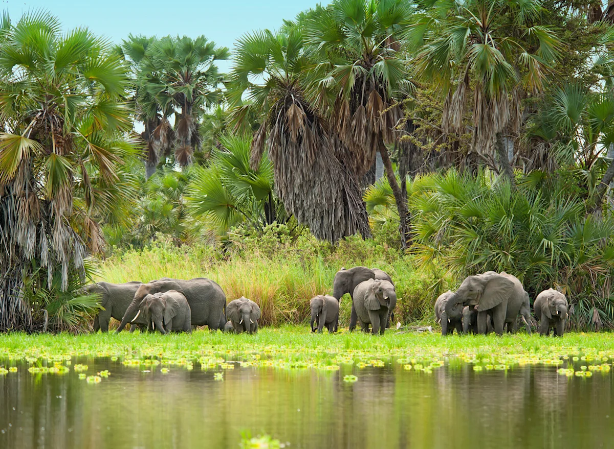 Elephant family grazing at the water's edge beneath palm trees in Nyerere National Park
