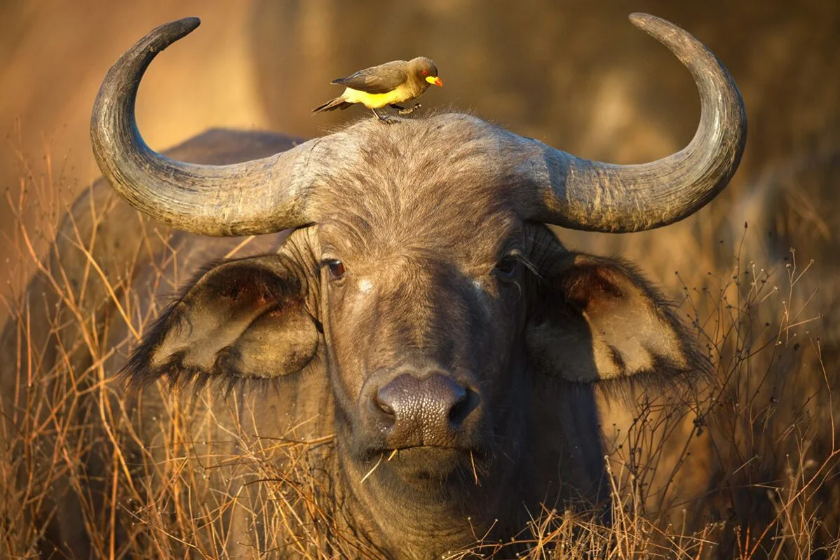 Oxpecker perched on the head of a Cape buffalo