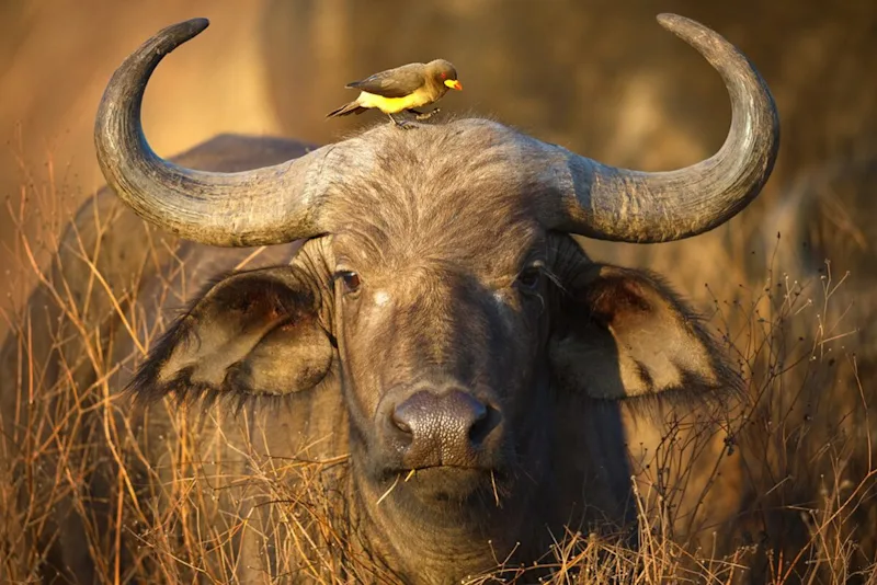 Oxpecker perched on the head of a Cape buffalo