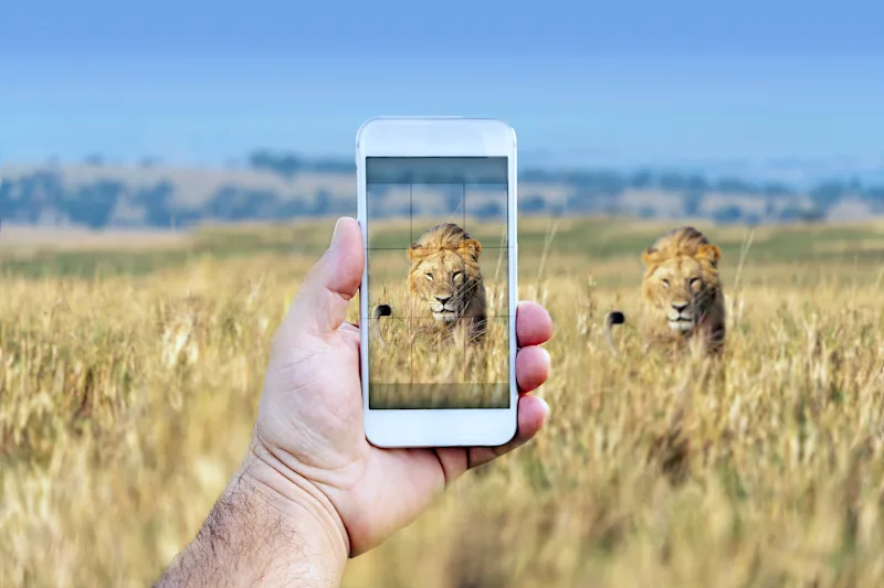 Hand holding a smartphone to photograph two lions in golden grass
