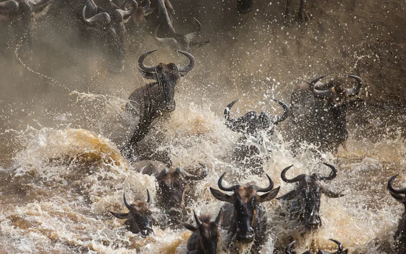 Wildebeest plunging through churning water during a Great Migration river crossing