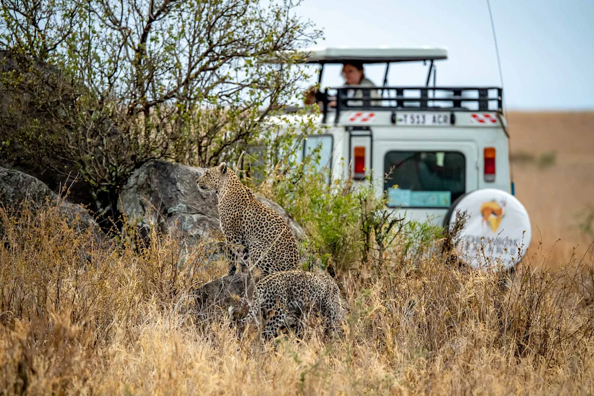 Two leopards in dry grass beside a Thomson safari vehicle in the Serengeti