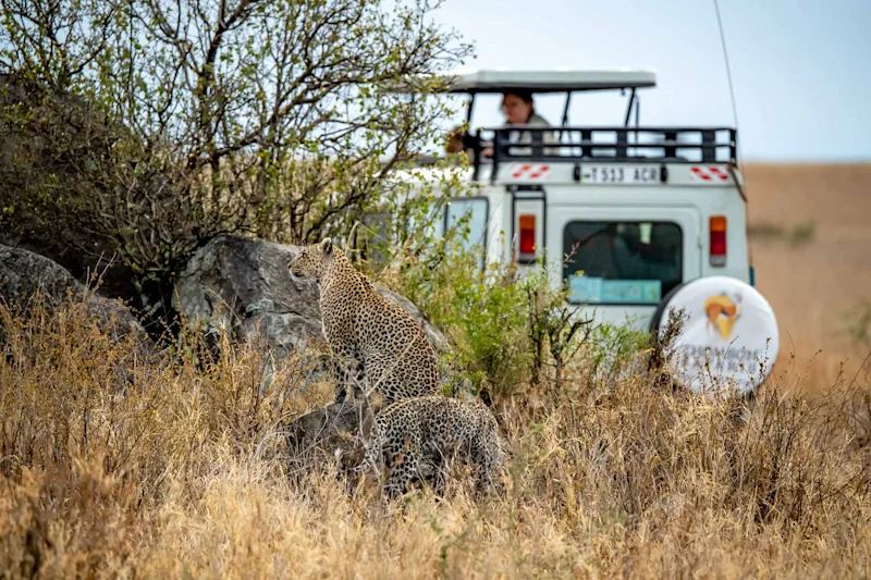 Two leopards in dry grass beside a Thomson safari vehicle in the Serengeti