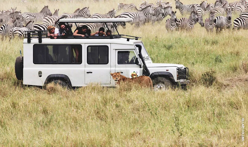 Thomson Safaris guests in a Land Rover watching a lion stalk zebras in the Serengeti