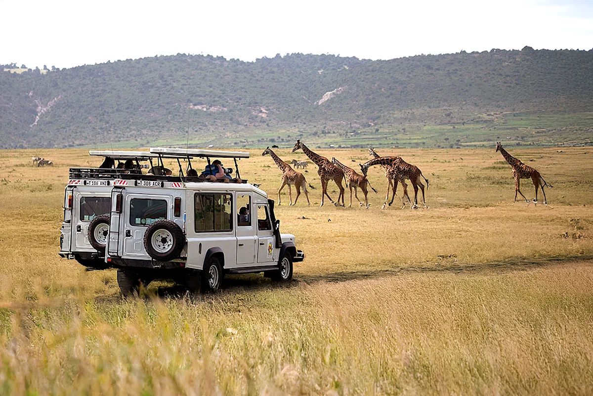 Thomson safari vehicles watching a group of giraffes in the Eastern Serengeti