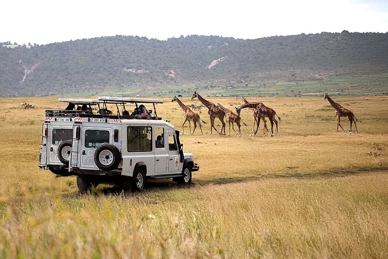 Thomson safari vehicles watching a group of giraffes in the Eastern Serengeti