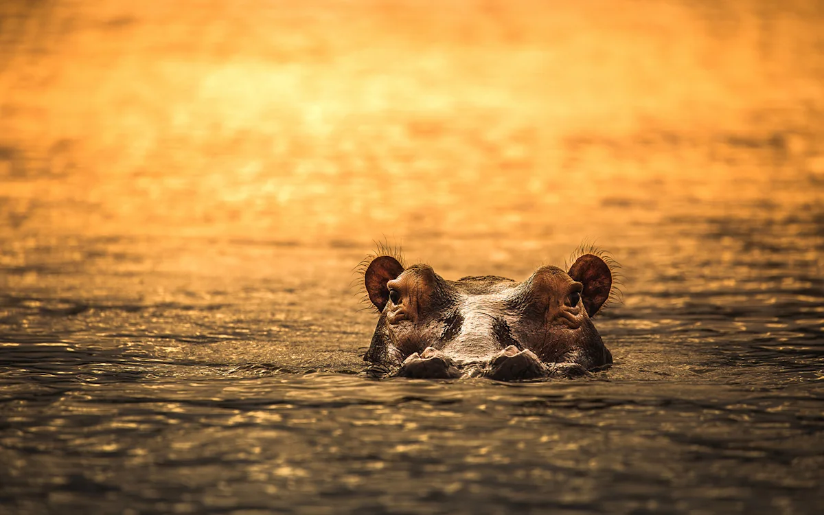 Hippo with only its eyes and ears above golden water at sunset