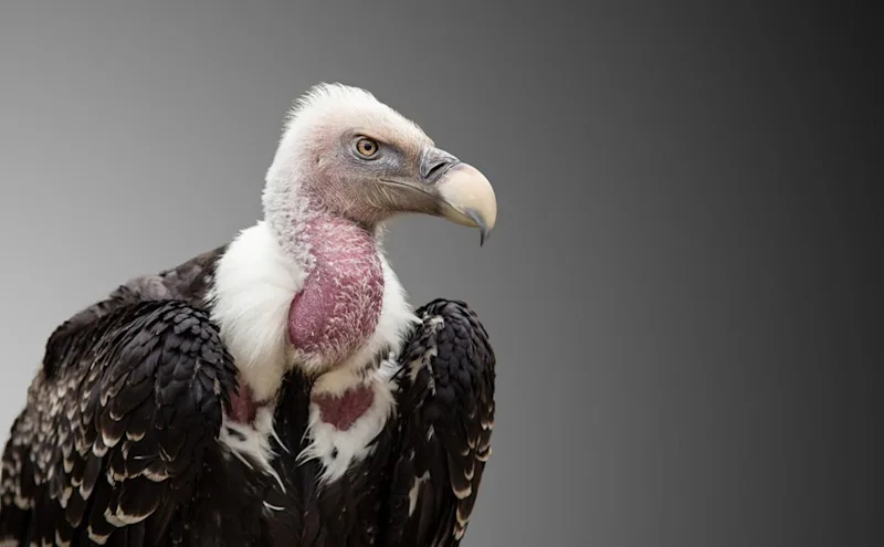 Close-up of a Rüppell's vulture against a gray background