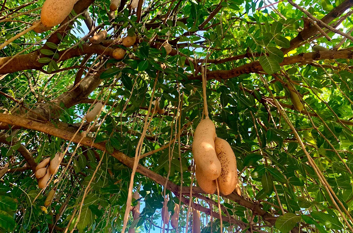 Sausage-shaped fruit hanging from the branches of a kigelia tree
