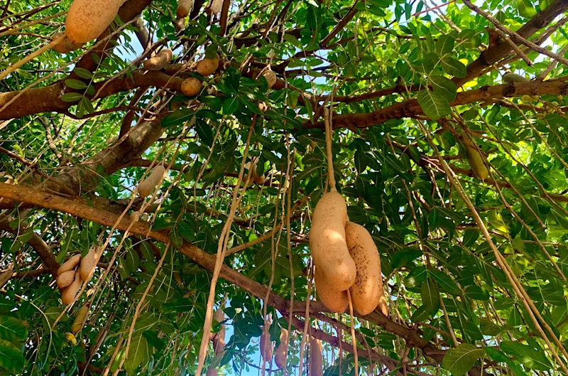 Sausage-shaped fruit hanging from the branches of a kigelia tree