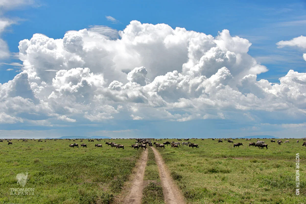 road in serengeti leading to wildebeest herd