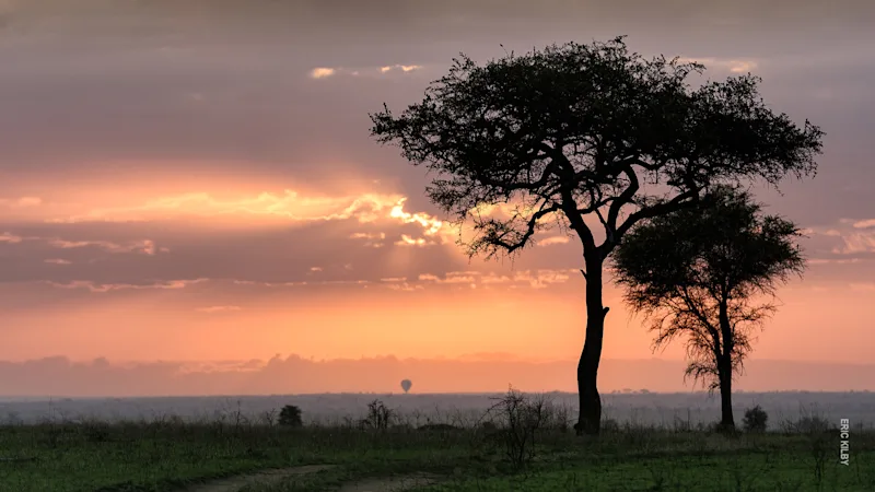 Acacia trees silhouetted against a Serengeti sunrise