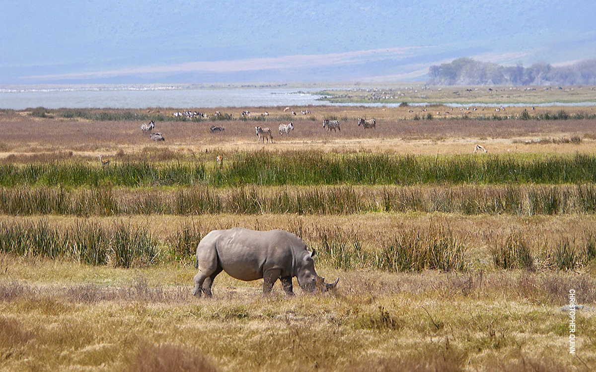 Southern white rhino grazing in Ngorongoro Crater