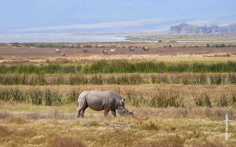Southern white rhino grazing in Ngorongoro Crater