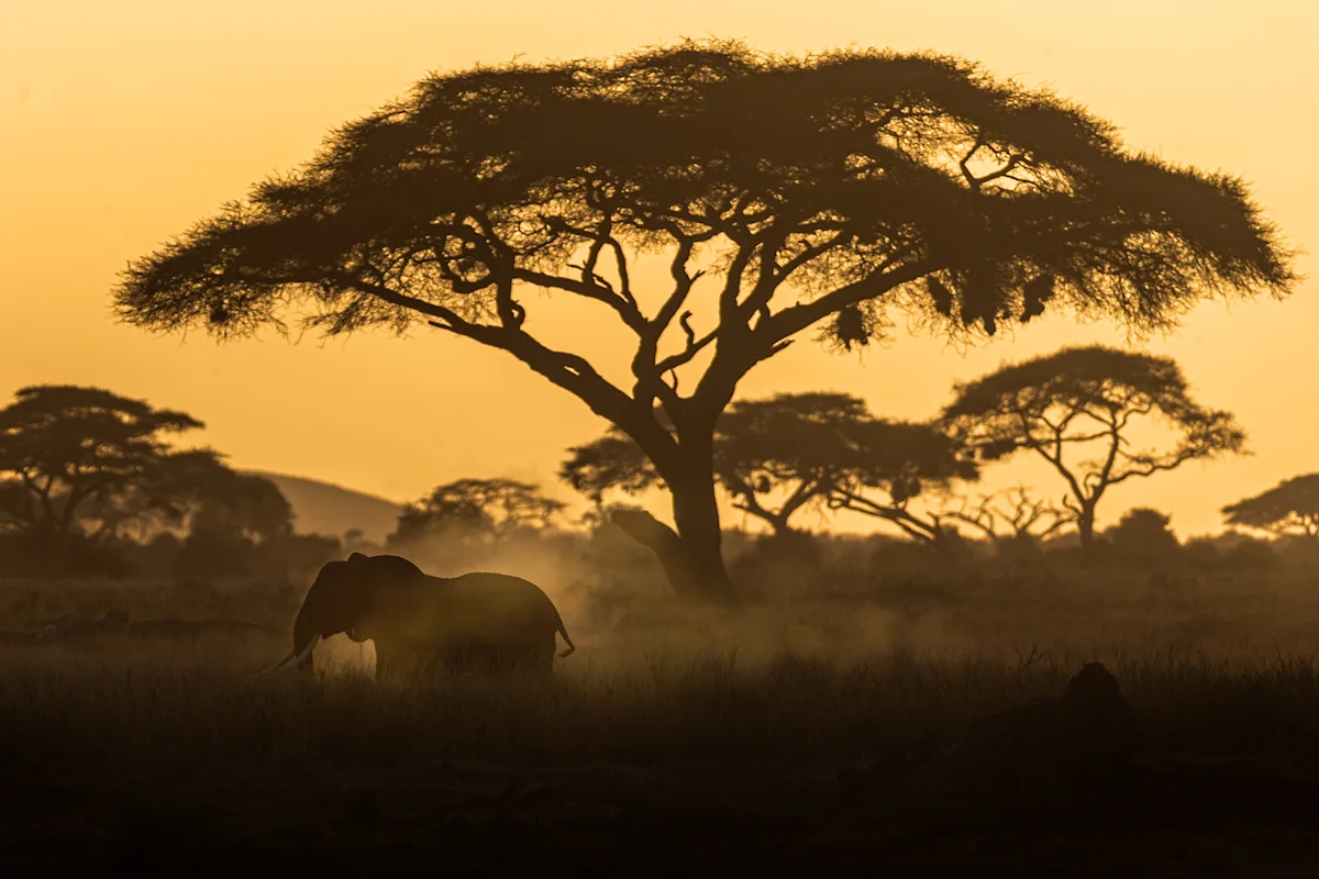 Elephant silhouetted beneath an acacia tree at sunset