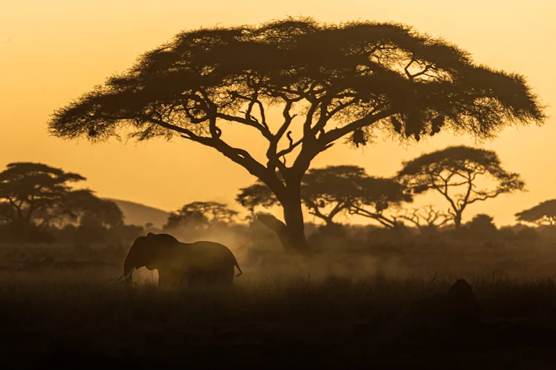 Elephant silhouetted beneath an acacia tree at sunset