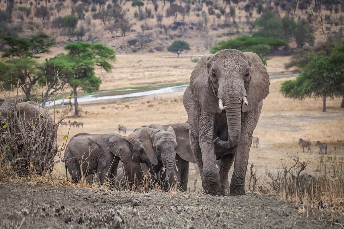 Herd of elephants with calves in Tarangire National Park