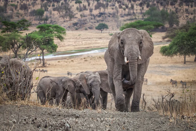 Herd of elephants with calves in Tarangire National Park